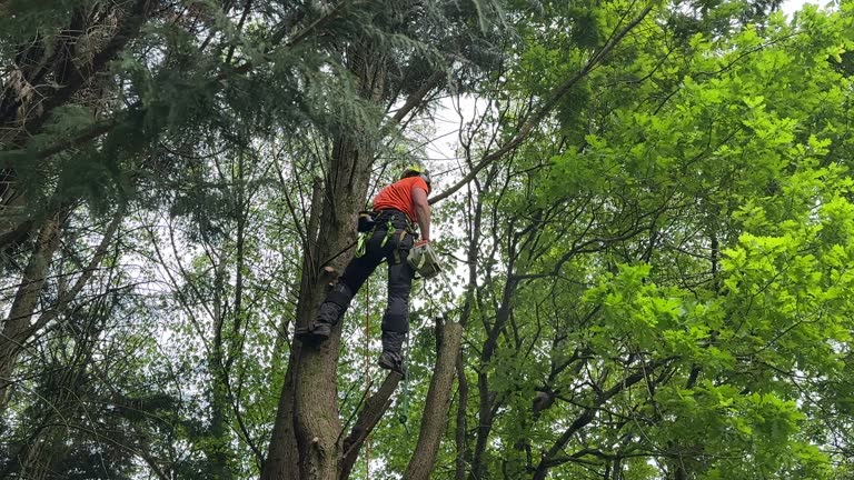 Tree and Shrub Care in Powell, WY